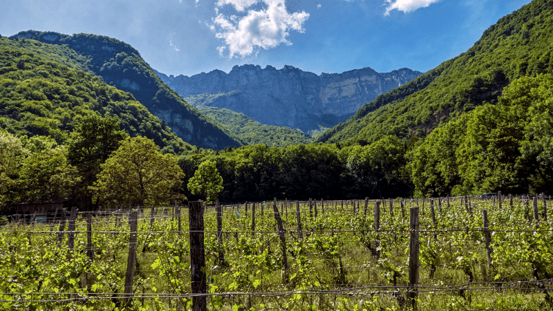 Рідкісні вина з Французьких Альп
