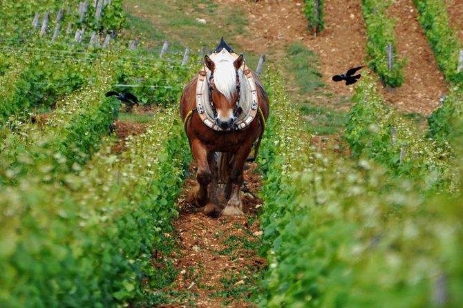 Уроки органічного виноградарства від Альберто Антоніні