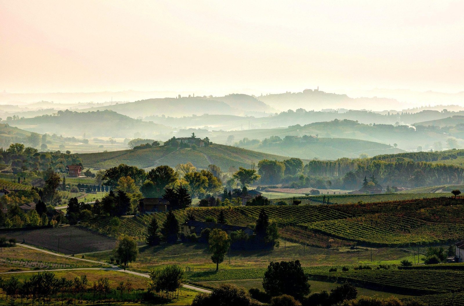 Monferrato wine production achieved new milestones