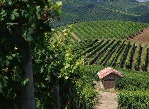 Monferrato wine