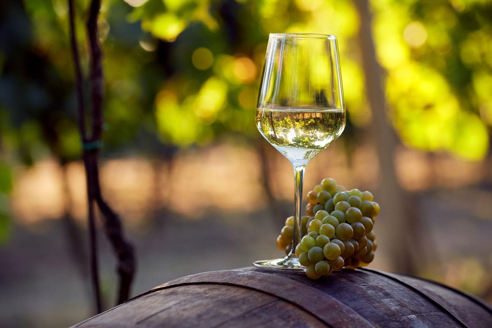 Усі відтінки зеленого: світ органічних вин на ProWein 2023