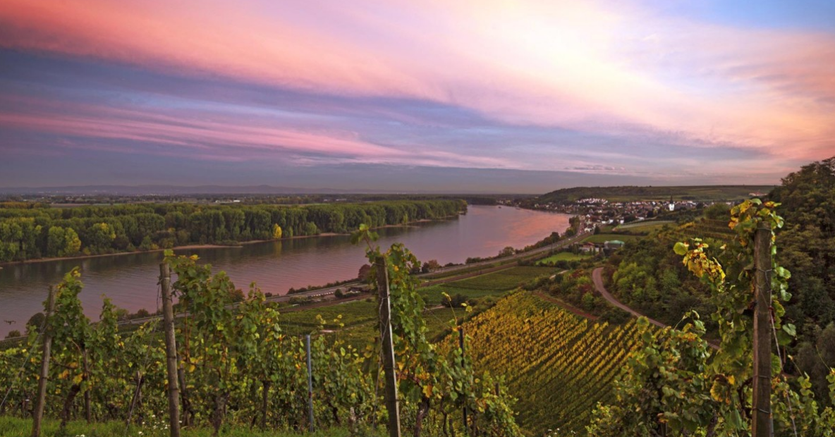 Крадіжка врожаю