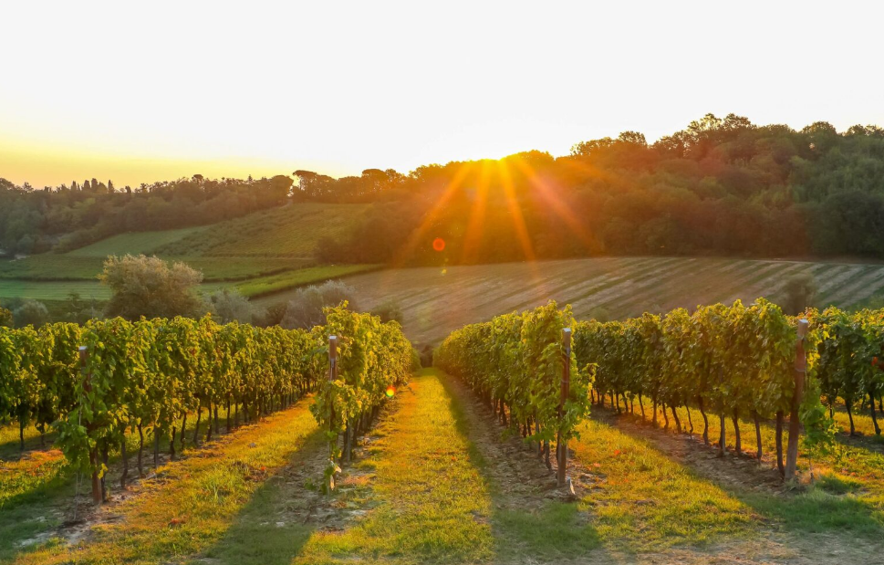 Виробництво вина в Румунії