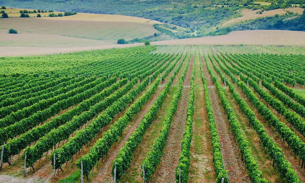 Виробництво вина в Болгарії