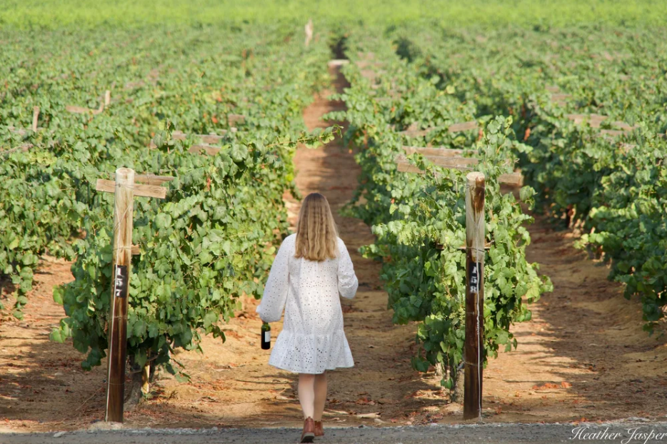 Виноробство Перу