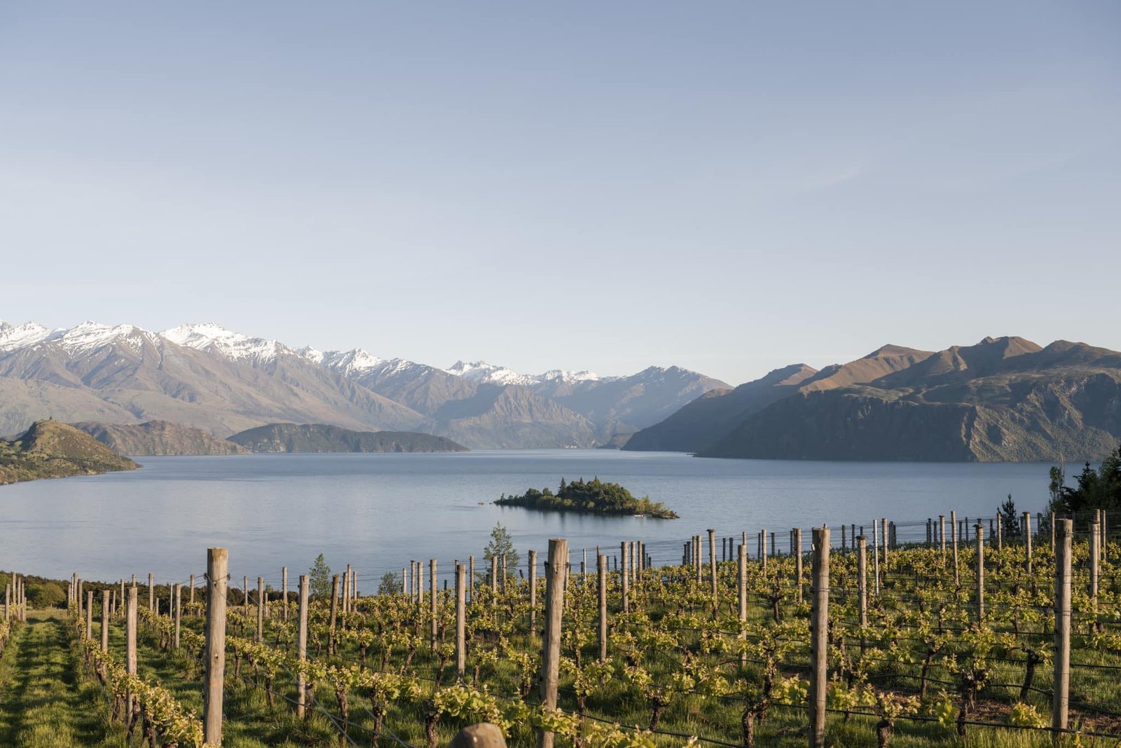 Rippon Vineyard