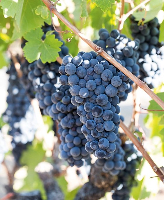 Zinfandel