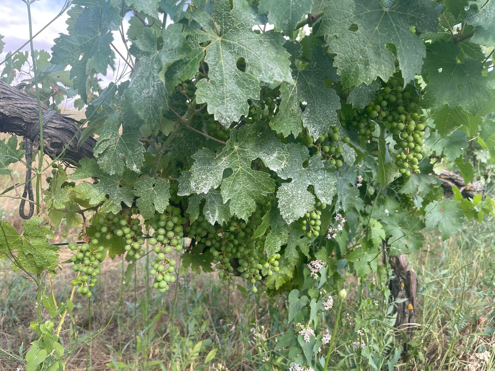BIG WINES