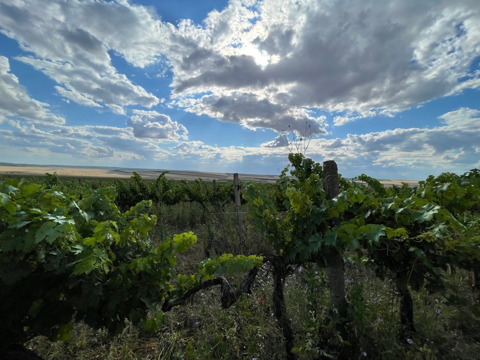 BIG WINES