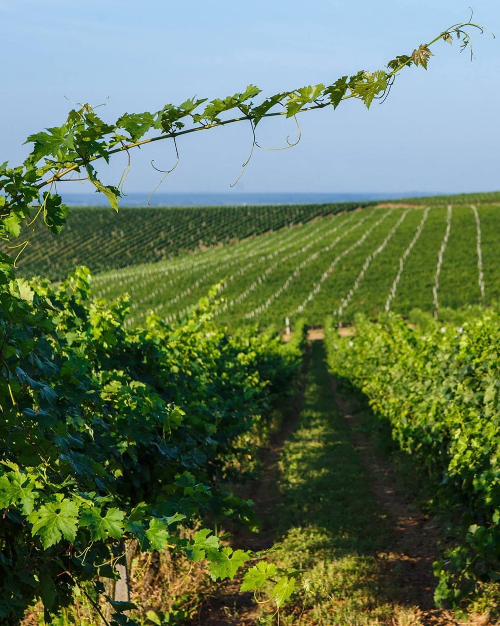 Chateau Chizay