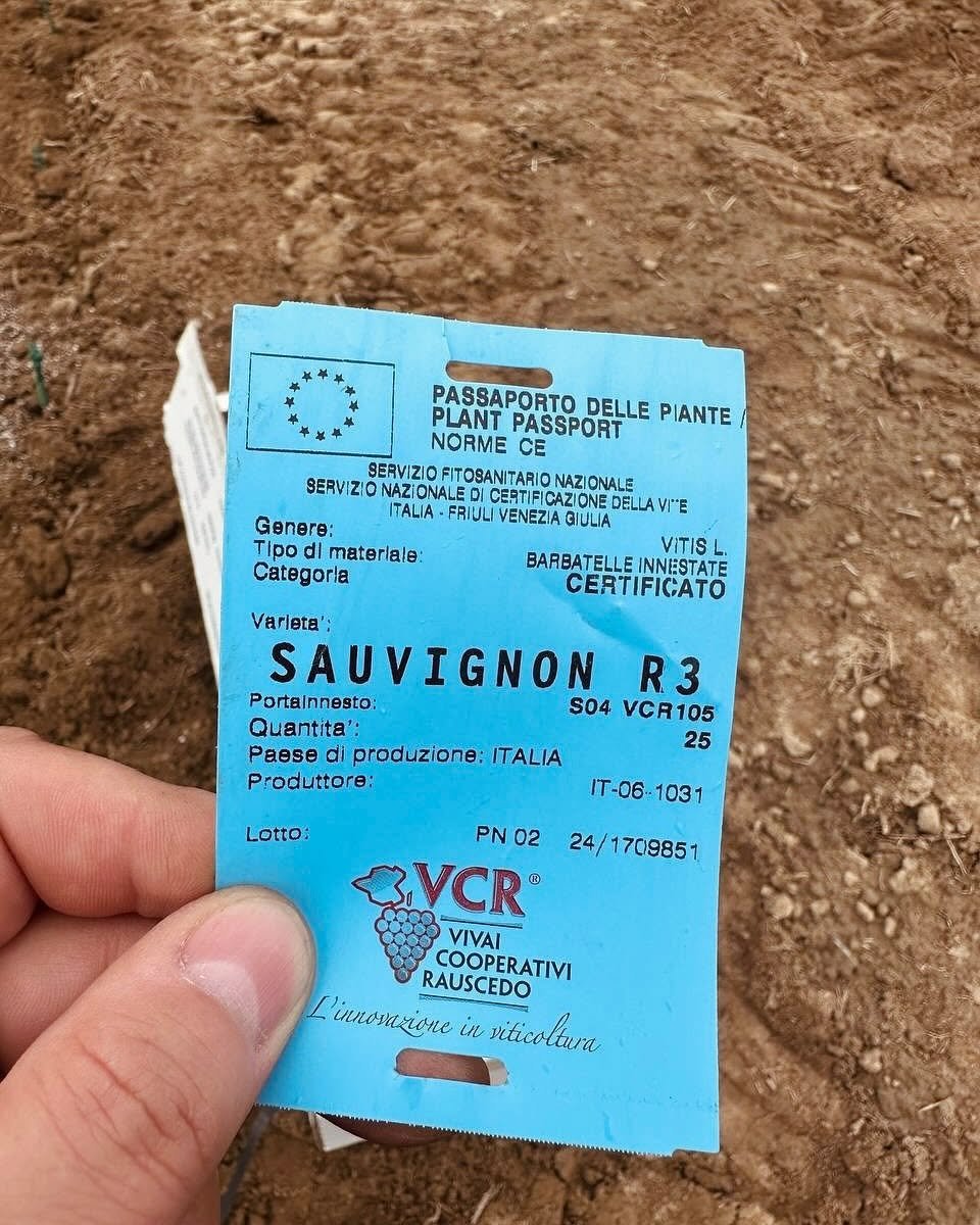 Совіньйон Блан
