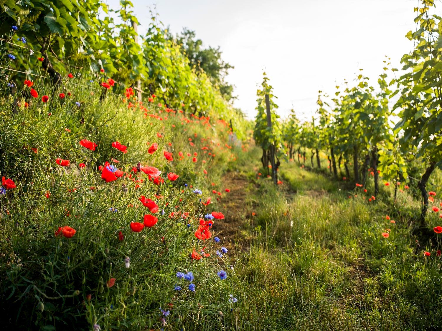 Austrian Wine