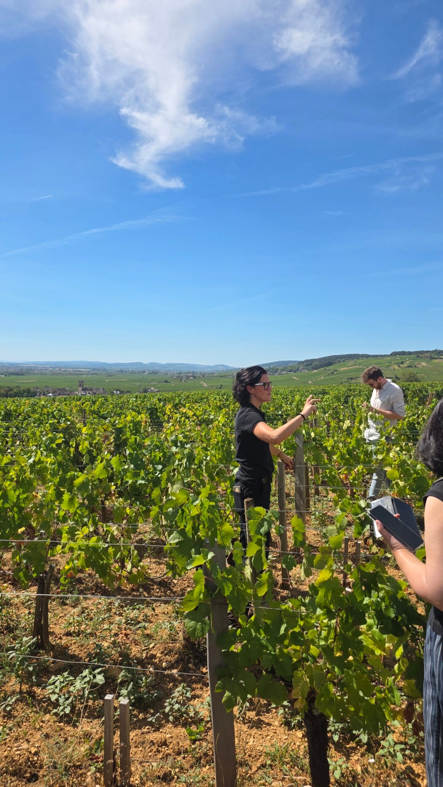 Domaine des Hospices de Beaune