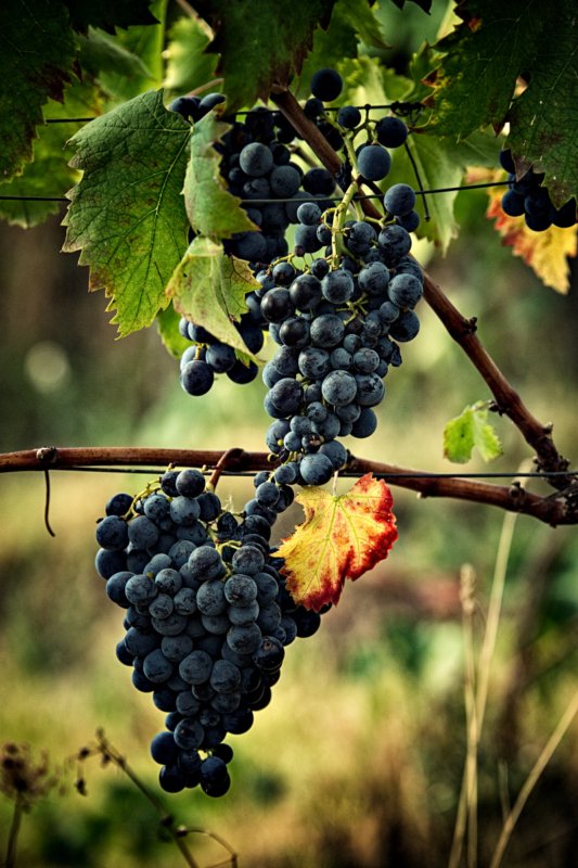 Sorrentino Vini Grape
